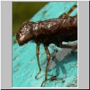 Libellula quadrimcatulata - Vierflecklibelle-Larve 02.jpg